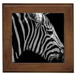 Zebra 3 Framed Tile
