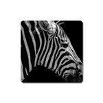 Zebra 3 Magnet (Square)