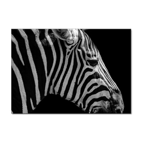 Zebra 3 Sticker A4 (10 pack) from ArtsNow.com Front