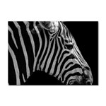 Zebra 3 Sticker A4 (10 pack)