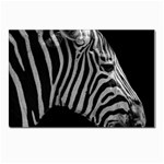 Zebra 3 Postcard 4  x 6 