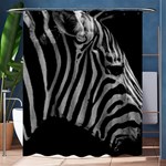 Zebra 3 Shower Curtain 60  x 72  (Medium)