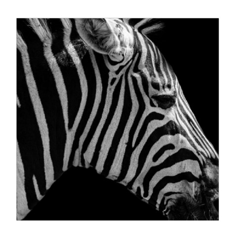 Zebra 3 Duvet Cover Double Side (Queen Size) from ArtsNow.com Back