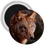 Wolf 3  Magnet