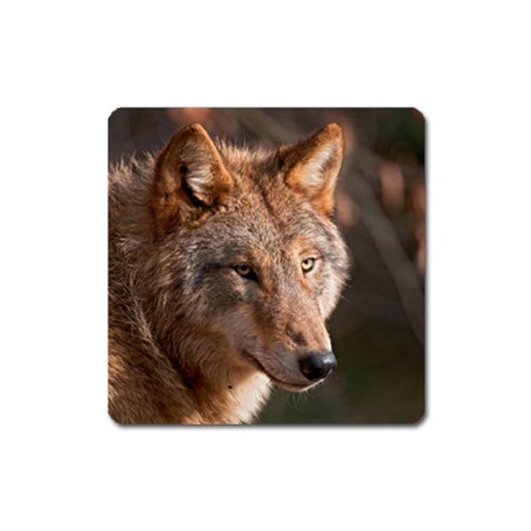 Wolf Magnet (Square) from ArtsNow.com Front