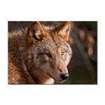Wolf Sticker A4 (10 pack)