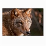Wolf Postcard 4  x 6 