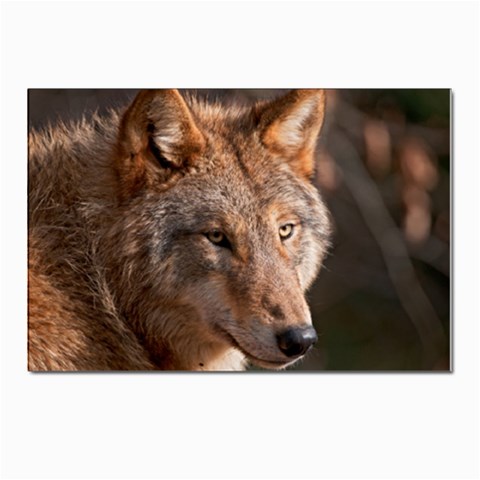 Wolf Postcards 5  x 7  (Pkg of 10) from ArtsNow.com Front