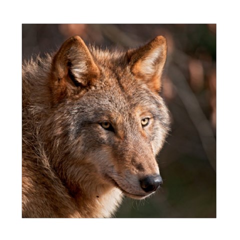 Wolf Duvet Cover (Full/ Double Size) from ArtsNow.com Front