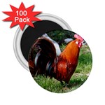 Rooster 2.25  Magnet (100 pack) 