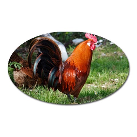 Rooster Magnet (Oval) from ArtsNow.com Front