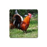 Rooster Magnet (Square)