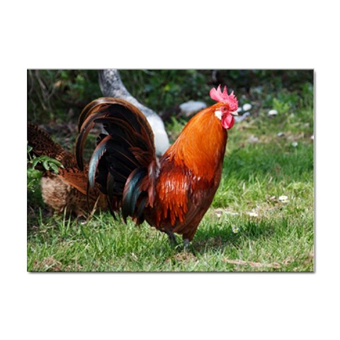 Rooster Sticker A4 (10 pack) from ArtsNow.com Front
