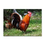 Rooster Sticker A4 (100 pack)