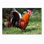 Rooster Postcard 4  x 6 