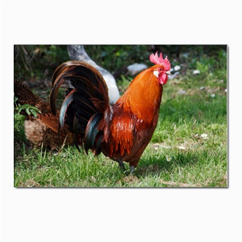 Rooster Postcard 4 x 6  (Pkg of 10) from ArtsNow.com Front