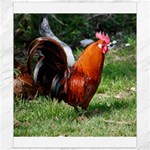 Rooster Canvas 8  x 10 