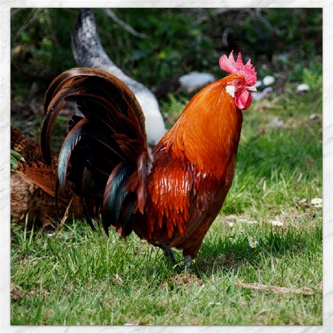 Rooster Canvas 12  x 12  from ArtsNow.com 11.4 x11.56  Canvas - 1