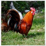Rooster Canvas 12  x 12 