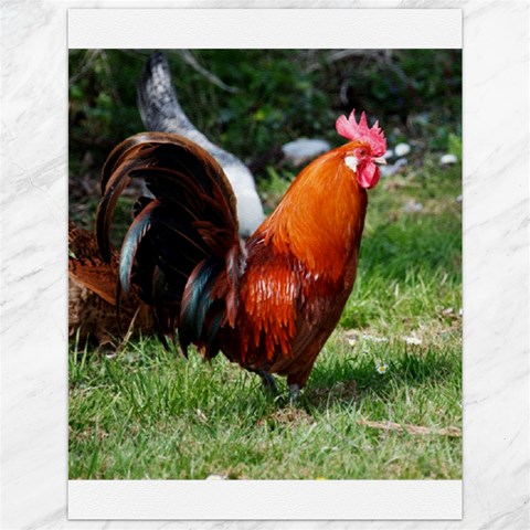 Rooster Canvas 12  x 16  from ArtsNow.com 11.86 x15.41  Canvas - 1