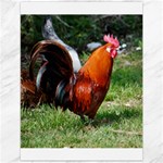Rooster Canvas 12  x 16 