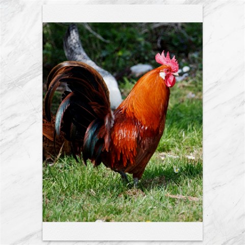 Rooster Canvas 12  x 18  from ArtsNow.com 11.88 x17.36  Canvas - 1