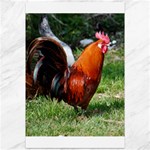 Rooster Canvas 12  x 18 