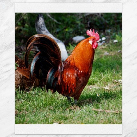 Rooster Canvas 16  x 20  from ArtsNow.com 15.75 x19.29  Canvas - 1