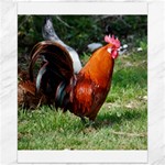 Rooster Canvas 16  x 20 