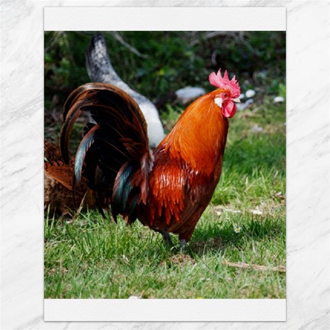 Rooster Canvas 18  x 24  from ArtsNow.com 17.8 x23.08  Canvas - 1