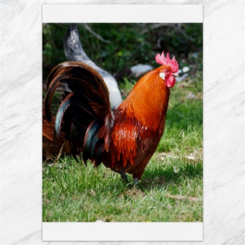 Rooster Canvas 20  x 30  from ArtsNow.com 19.62 x28.9  Canvas - 1