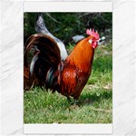 Rooster Canvas 24  x 36 