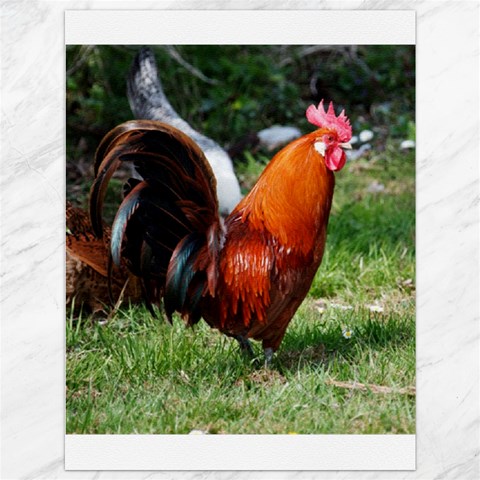 Rooster Canvas 36  x 48  from ArtsNow.com 35.26 x46.15  Canvas - 1