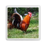 Rooster Memory Card Reader (Square)