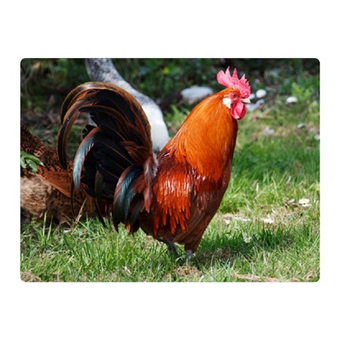 Rooster Double Sided Flano Blanket (Mini) from ArtsNow.com 35 x27  Blanket Front