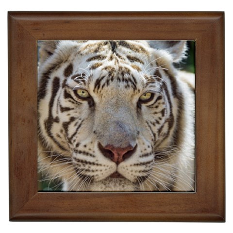 White Tiger 2 Framed Tile from ArtsNow.com Front