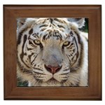 White Tiger 2 Framed Tile