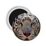 White Tiger 2 2.25  Magnet