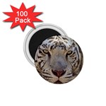 White Tiger 2 1.75  Magnet (100 pack) 