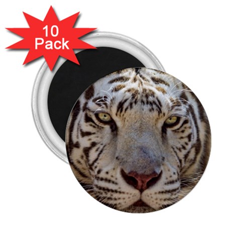 White Tiger 2 2.25  Magnet (10 pack) from ArtsNow.com Front