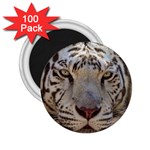 White Tiger 2 2.25  Magnet (100 pack) 