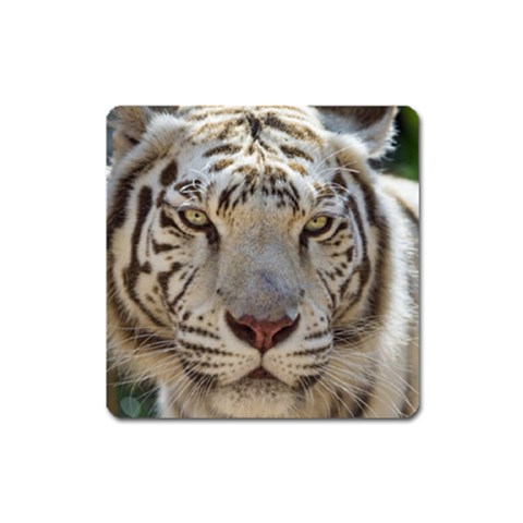 White Tiger 2 Magnet (Square) from ArtsNow.com Front