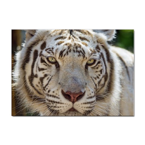 White Tiger 2 Sticker A4 (10 pack) from ArtsNow.com Front