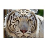 White Tiger 2 Sticker A4 (10 pack)