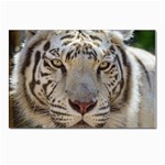 White Tiger 2 Postcard 4 x 6  (Pkg of 10)
