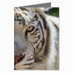 White Tiger 2 Greeting Cards (Pkg of 8)