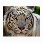 White Tiger 2 Small Glasses Cloth