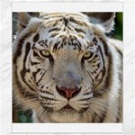 White Tiger 2 Canvas 8  x 10 