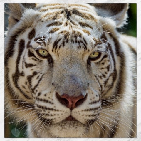 White Tiger 2 Canvas 12  x 12  from ArtsNow.com 11.4 x11.56  Canvas - 1