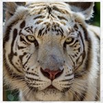 White Tiger 2 Canvas 12  x 12 